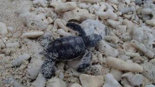 Lady Elliot Island Eco Resort מראה חיצוני תמונה