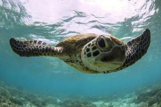 Lady Elliot Island Eco Resort מראה חיצוני תמונה