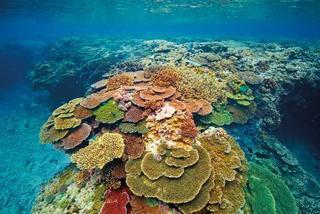 Lady Elliot Island Eco Resort מראה חיצוני תמונה